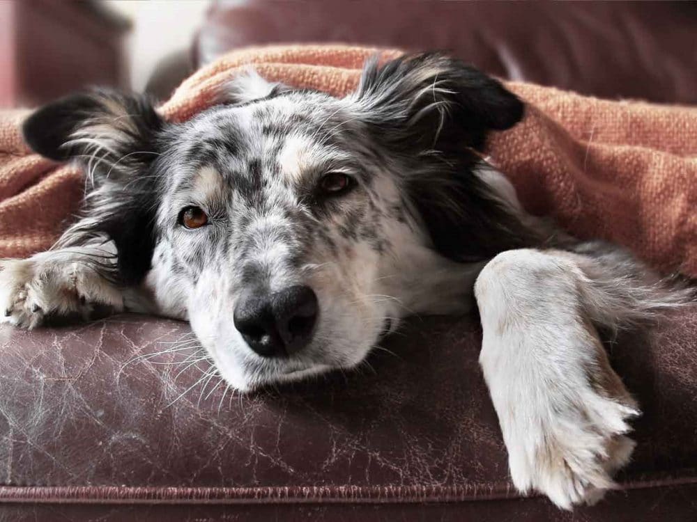 dog lying on sofa with blanket